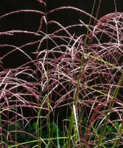 Future Forests Miscanthus Sinensis Malepartus