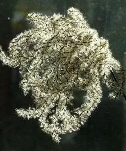 Future Forests Miscanthus Sinensis Malepartus