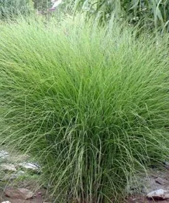 Future Forests More Miscanthus Sinensis Gracillimus 5 Future Forests More Miscanthus Sinensis Gracillimus