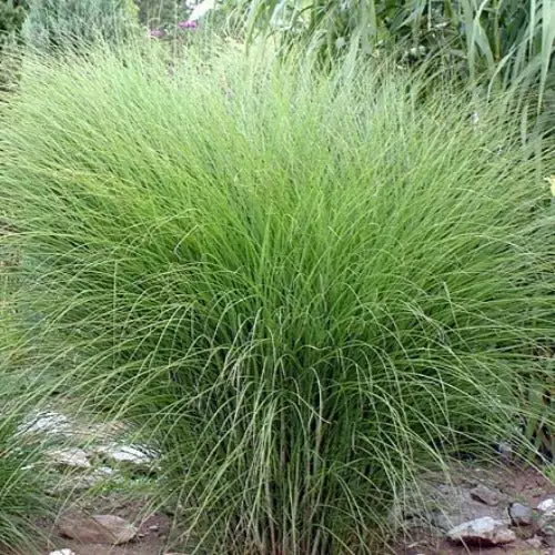 Future Forests More Miscanthus Sinensis Gracillimus 4 Future Forests More Miscanthus Sinensis Gracillimus