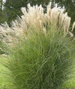 Future Forests More Miscanthus Sinensis Gracillimus