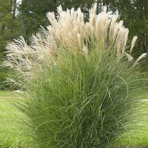 Future Forests More Miscanthus Sinensis Gracillimus 3 Future Forests More Miscanthus Sinensis Gracillimus