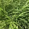Future Forests Miscanthus Sinensis Little Zebra 2 Future Forests Miscanthus Sinensis Little Zebra
