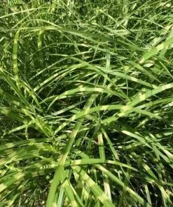 Future Forests Miscanthus Sinensis Little Zebra