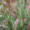 Future Forests Miscanthus Sinensis Red Cloud More 1 Future Forests Miscanthus Sinensis Red Cloud More