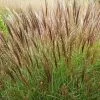 Future Forests Miscanthus Sinensis Yakushima Dwarf 2 Future Forests Miscanthus Sinensis Yakushima Dwarf