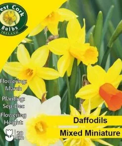 Future Forests Bulbs Daffodil (Narcissi) - Mixed Miniature