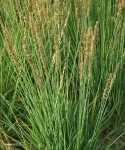 Future Forests Molinia Caerulea Moorhexe