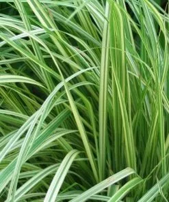 Future Forests Molinia Caerulea Variegata More