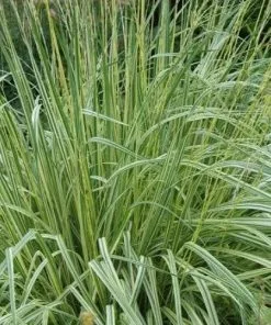 Future Forests Molinia Caerulea Variegata More
