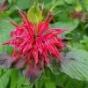 Future Forests Monarda Cambridge Scarlet More