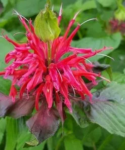 Future Forests Monarda Cambridge Scarlet More