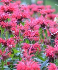 Future Forests Monarda Cambridge Scarlet More 7 Future Forests Monarda Cambridge Scarlet More