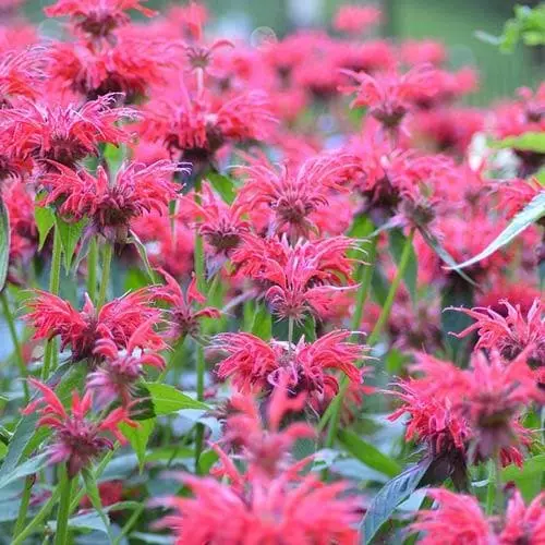 Future Forests Monarda Cambridge Scarlet More 4 Future Forests Monarda Cambridge Scarlet More