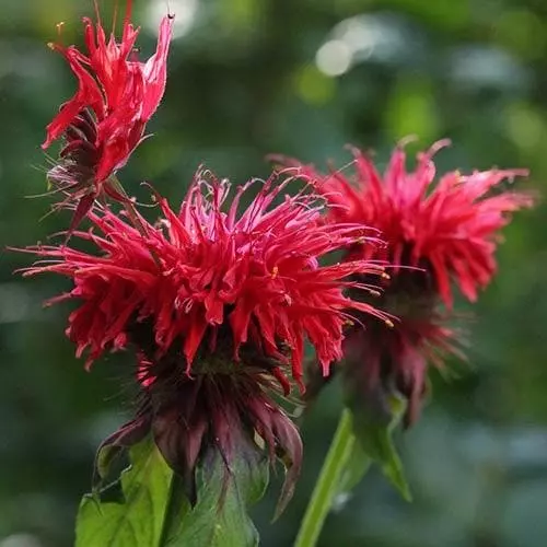 Future Forests Monarda Cambridge Scarlet More 5 Future Forests Monarda Cambridge Scarlet More
