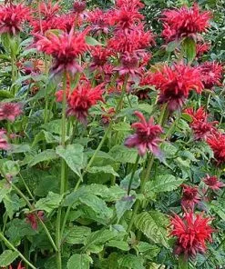 Future Forests Monarda Cambridge Scarlet More 9 Future Forests Monarda Cambridge Scarlet More