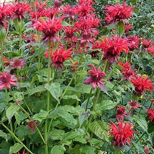 Future Forests Monarda Cambridge Scarlet More 6 Future Forests Monarda Cambridge Scarlet More