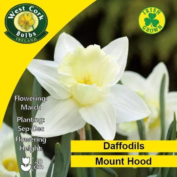 Future Forests Daffodil Mount Hood 5 Future Forests Daffodil Mount Hood