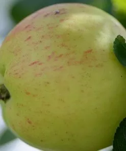 Future Forests Apple Mrs Perry