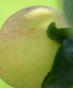 Future Forests Apple Mrs Perry