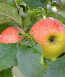 Future Forests Apple Munster Tulip Fruit