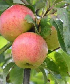 Future Forests Apple Munster Tulip Fruit