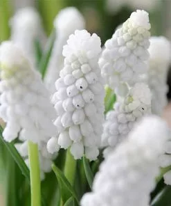 Future Forests Muscari Armeniacum Siberian Tiger