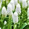 Future Forests Muscari Armeniacum Siberian Tiger