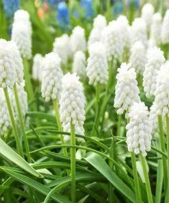 Future Forests Muscari Armeniacum Siberian Tiger