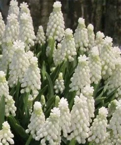 Future Forests Muscari Armeniacum Siberian Tiger