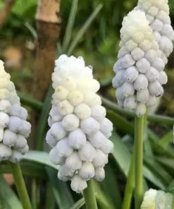 Future Forests Muscari Armeniacum Siberian Tiger