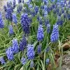 Future Forests Bulbs Muscari Armeniacum