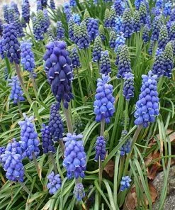 Future Forests Bulbs Muscari Armeniacum