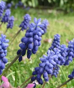 Future Forests Bulbs Muscari Armeniacum