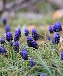 Future Forests Bulbs Muscari Armeniacum