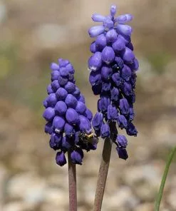Future Forests Bulbs Muscari Armeniacum