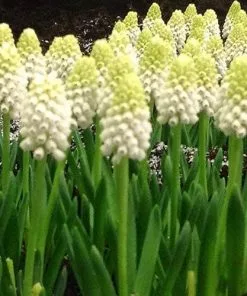 Future Forests Muscari Armeniacum Siberian Tiger