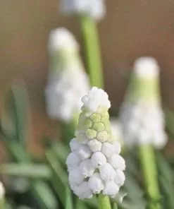 Future Forests Muscari Armeniacum Siberian Tiger