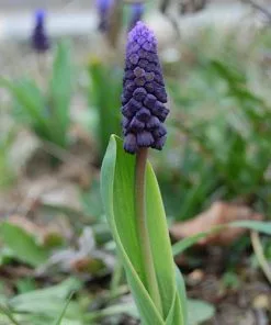 Future Forests Muscari Latifolium Bulbs