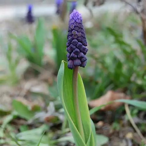 Future Forests Muscari Latifolium Bulbs 4 Future Forests Muscari Latifolium Bulbs