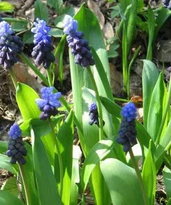 Future Forests Muscari Latifolium Bulbs 8 Future Forests Muscari Latifolium Bulbs