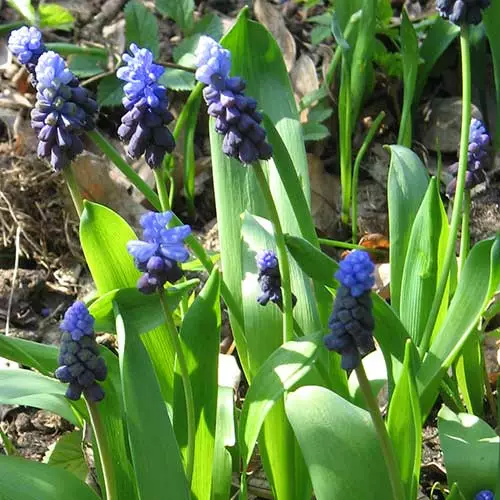 Future Forests Muscari Latifolium Bulbs 5 Future Forests Muscari Latifolium Bulbs