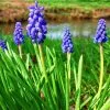 Future Forests Muscari Latifolium Bulbs