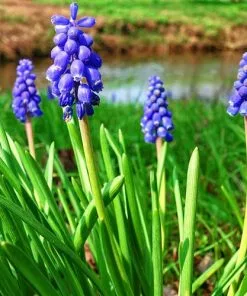 Future Forests Muscari Latifolium Bulbs