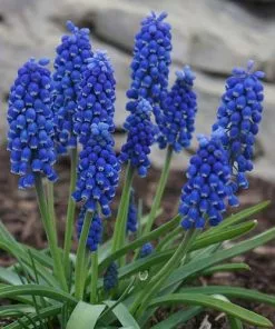 Future Forests Muscari Latifolium Bulbs 9 Future Forests Muscari Latifolium Bulbs