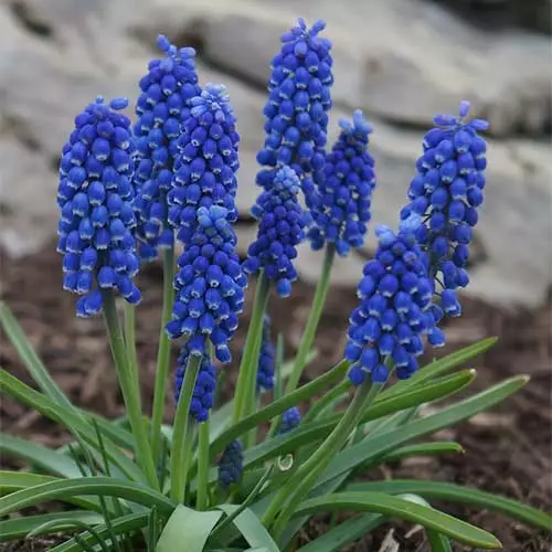 Future Forests Muscari Latifolium Bulbs 6 Future Forests Muscari Latifolium Bulbs