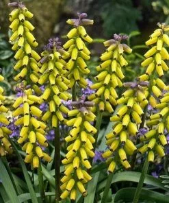 Future Forests Muscari Macrocarpum Golden Fragrance Bulbs