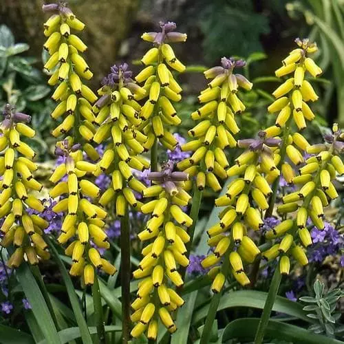 Future Forests Muscari Macrocarpum Golden Fragrance Bulbs 3 Future Forests Muscari Macrocarpum Golden Fragrance Bulbs