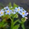 Future Forests Myosotis Scorpioides - Water Forget-me-not More