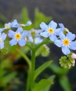 Future Forests Myosotis Scorpioides - Water Forget-me-not More